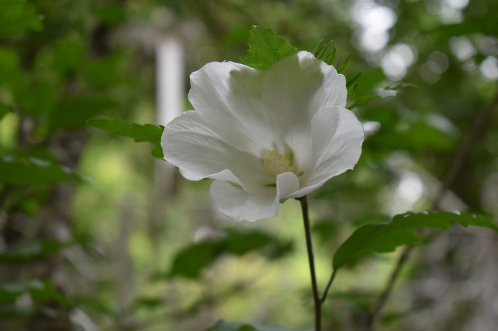 Living the Life You Didn’t&nbsp;Plan